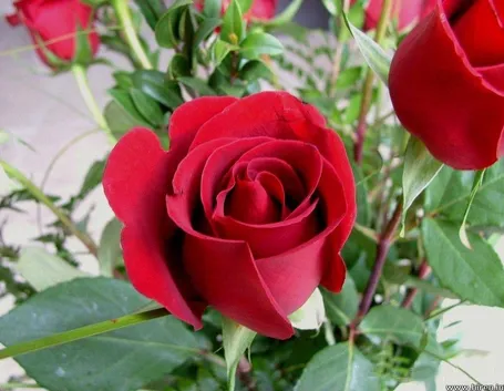 bouquet rose