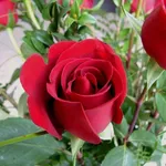 bouquet rose
