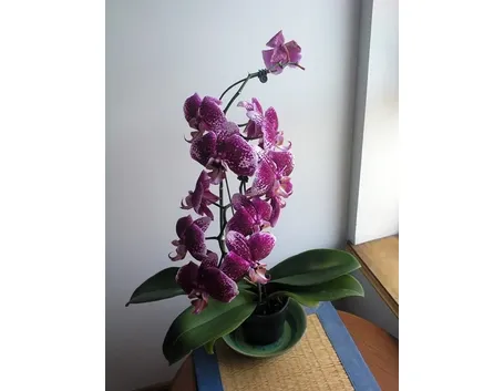 Orchidea pienamente matura