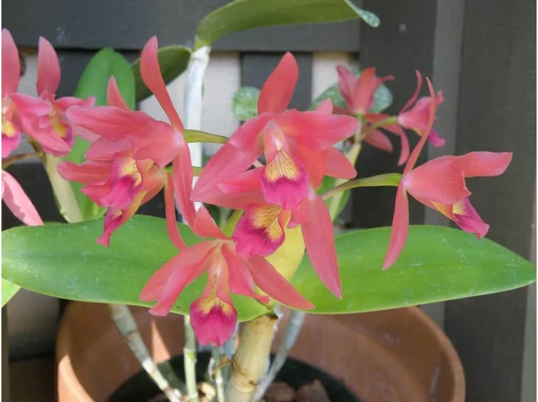 Orchidea matura in fase di appassimento