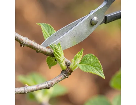 Potatura ortensia