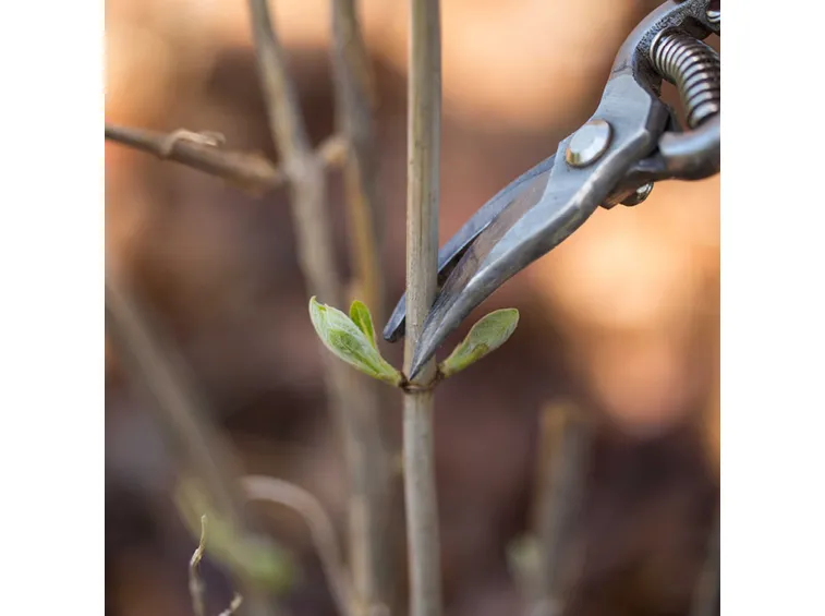 Potatura ortensia