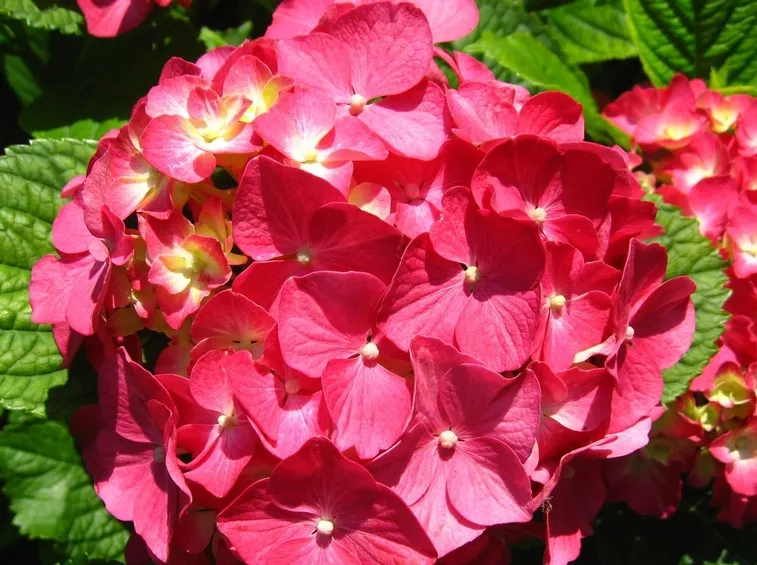 Fiore ortensia fucsia