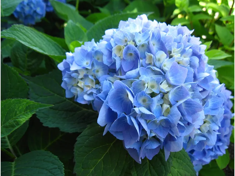 Ortensia azzurra