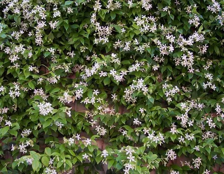 Una pianta del tipico gelsomino dai fiori bianchi