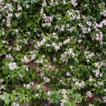 Una pianta del tipico gelsomino dai fiori bianchi