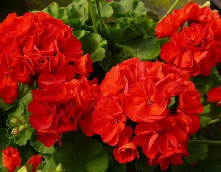 Geraneo Rosso scuro.