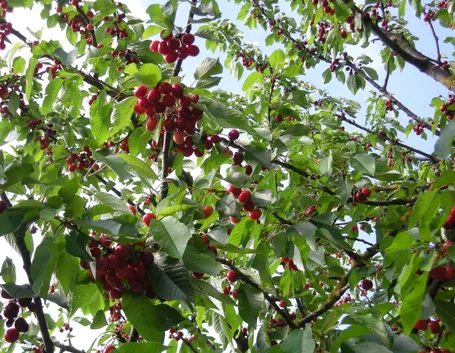 Dei cililiegi in fiore.