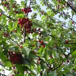 Dei cililiegi in fiore.