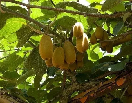 Pianta del kiwi