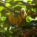 Pianta del kiwi