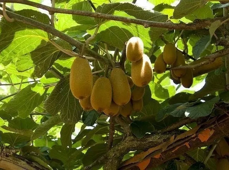 Pianta del kiwi