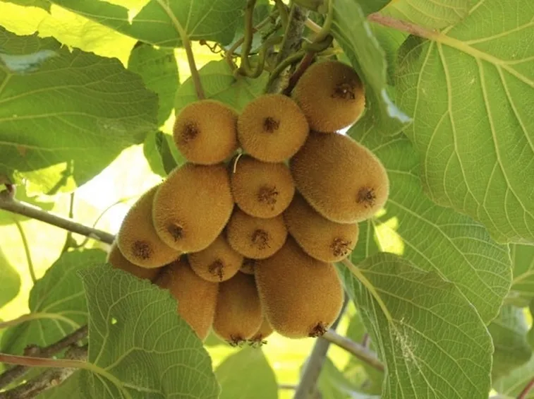 Pianta del kiwi
