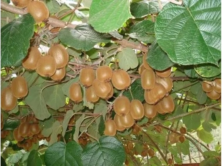 Frutti della pianta del kiwi