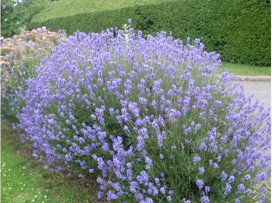 Un cespuglio di lavanda