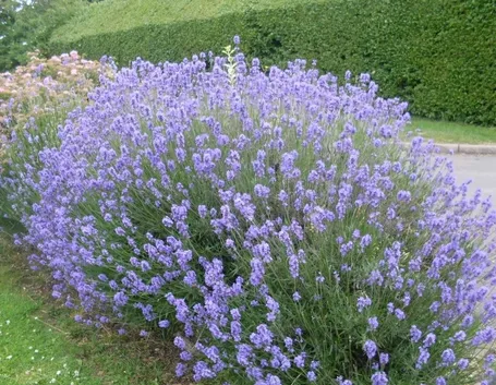 Un cespuglio di lavanda