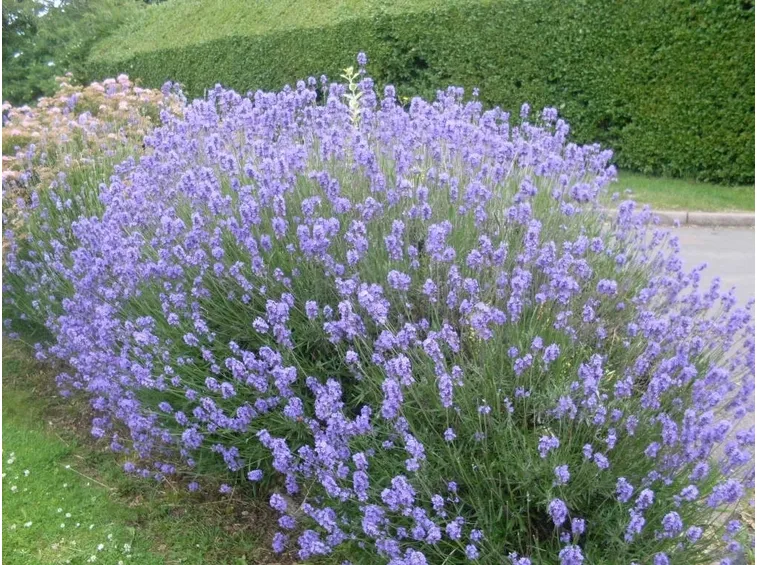 Un cespuglio di lavanda