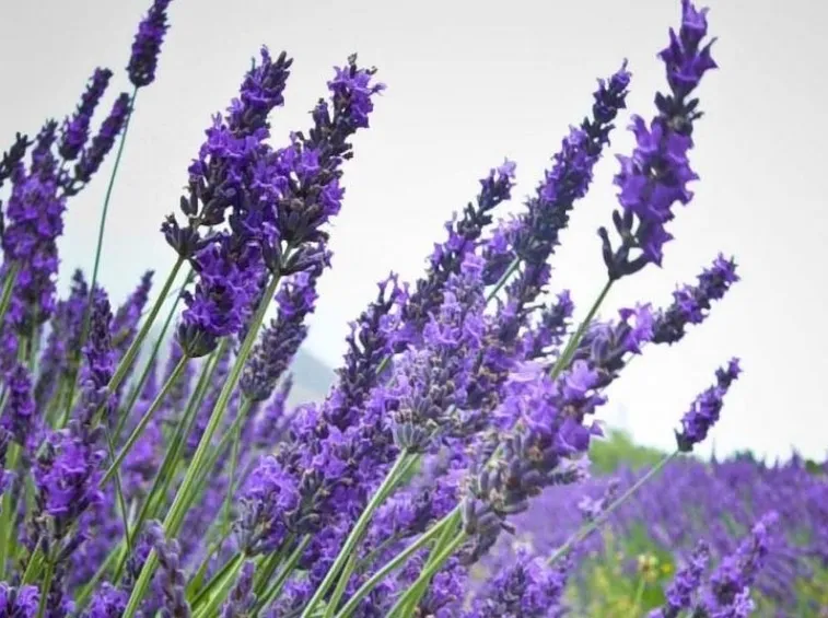 Fiori di lavanda