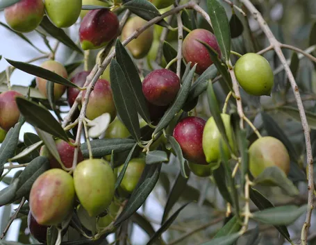 olivo