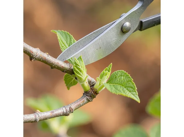 Perché l'autunno chiede tagli leggeri e non potature vere