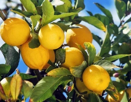 Potare il limone 