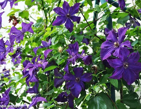 Clematis rampicante su pergolato di ferro