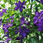 Clematis rampicante su pergolato di ferro
