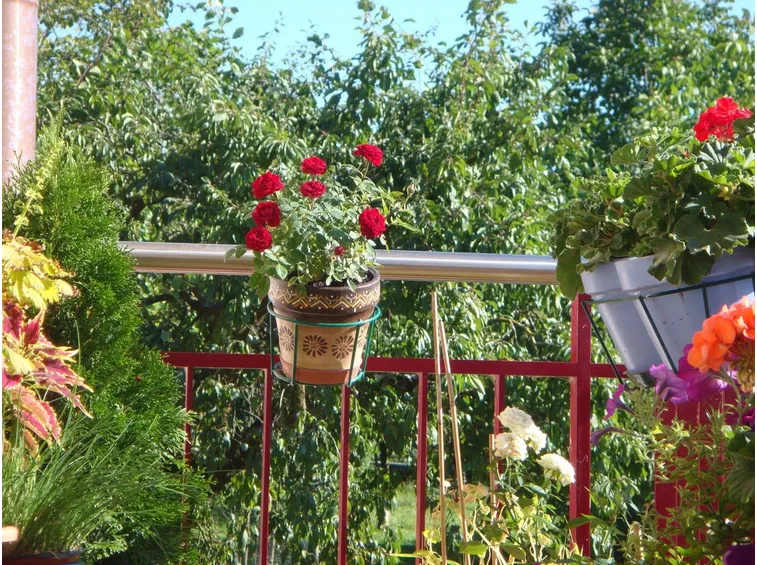 Vaso decorativo in ceramica ideale per i fiori che non richiedono troppa umidità