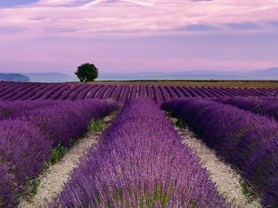 Campi di lavanda coltivata
