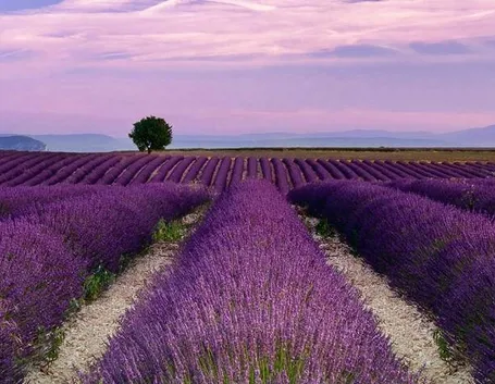 Campi di lavanda coltivata