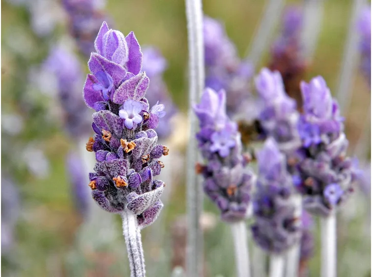 Spighe floreali di lavanda