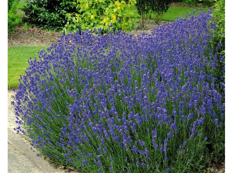 Un cespuglio di lavanda