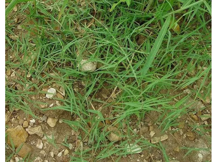 Piante infestanti