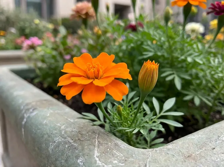 Fiori di giardino
