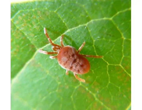 Ragnetto rosso