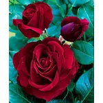 Pianta di rose Black Magic