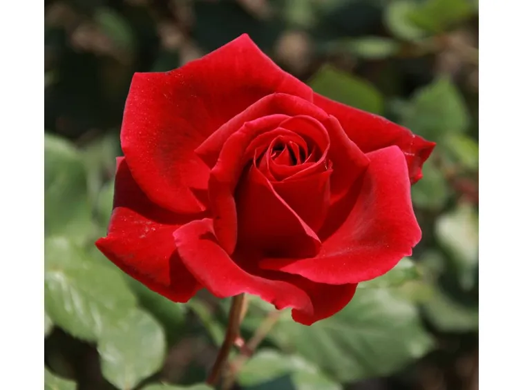 Rosa Mister Lincoln
