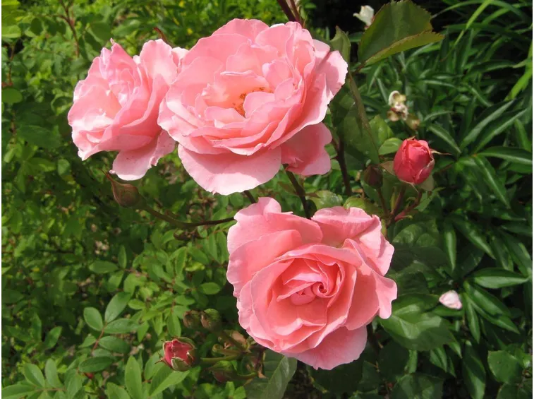 Pianta di rose Queen Elizabeth