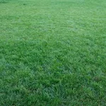 manto verde 