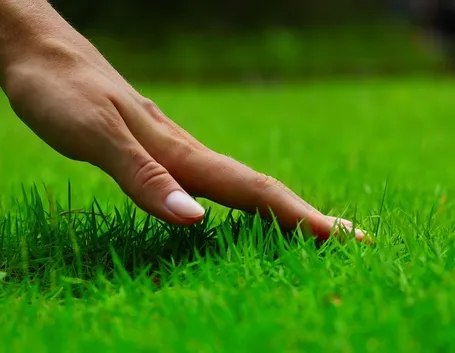 fertilizzare il prato 