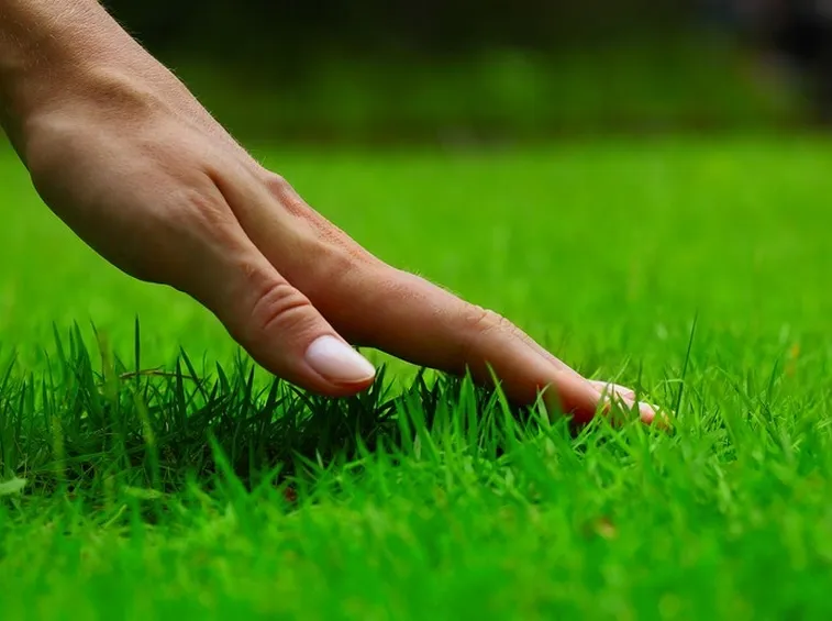 fertilizzare il prato 