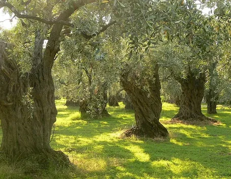 Alberi di olivo secolari