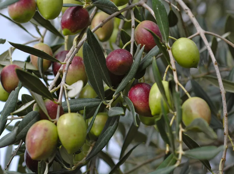 Olive in fase di maturazione
