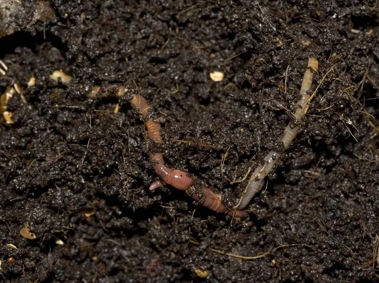 I lombrichi sono utilissimi per il compost