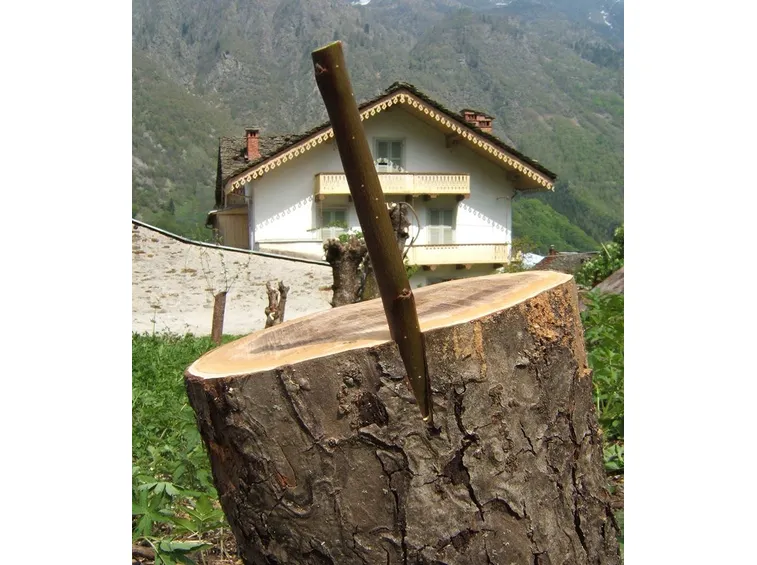 Innesto a corona