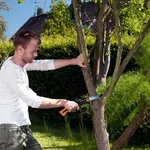 È bene potare gli alberi