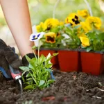 Semina del giardino