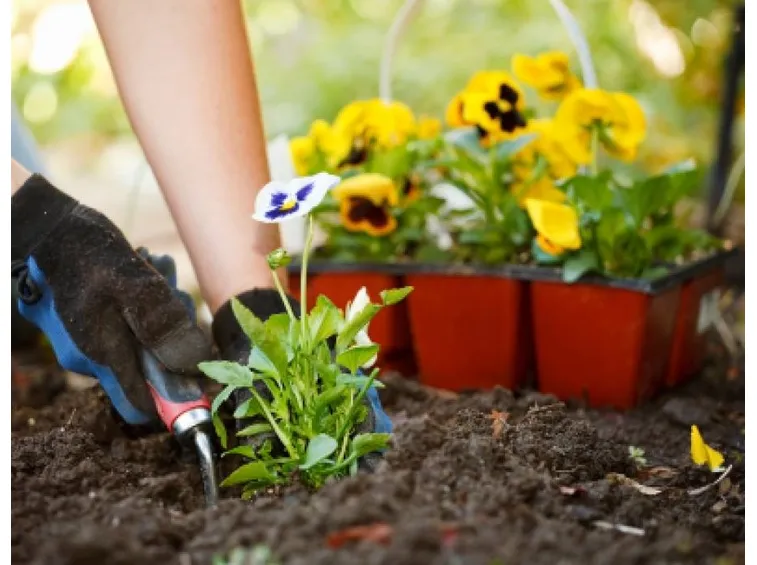 Semina del giardino