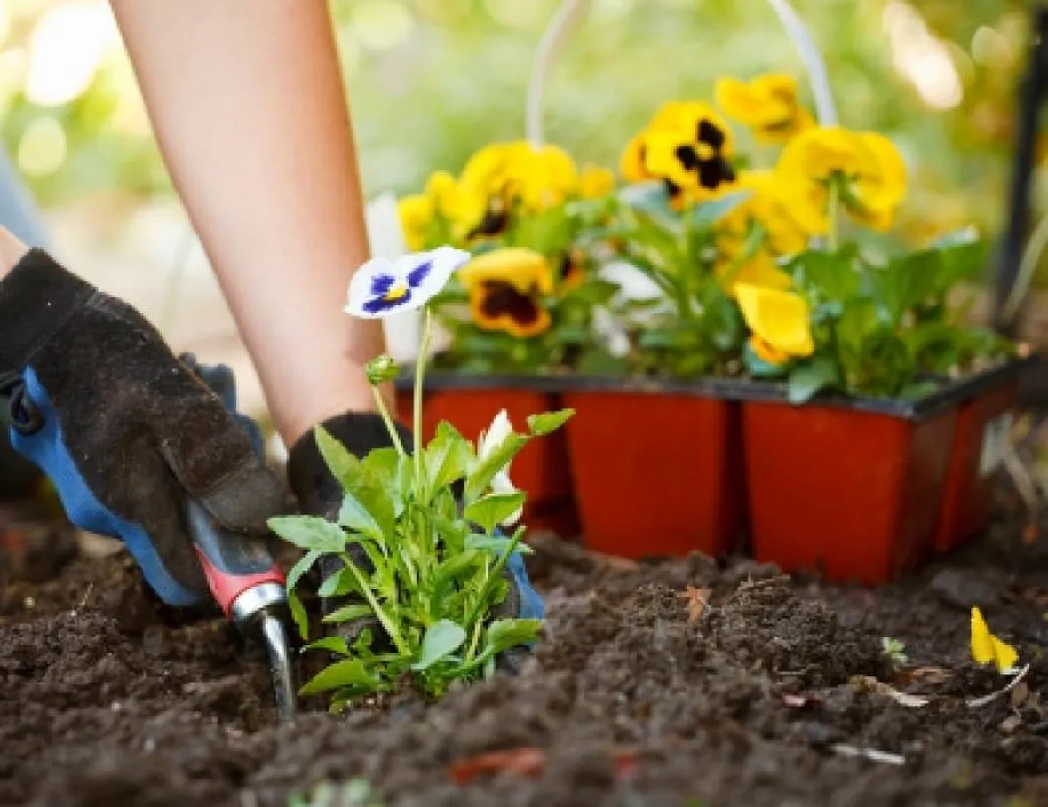 Semina del giardino