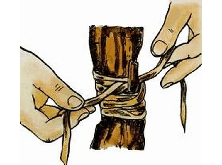 Chiusura dell'innesto a gemma